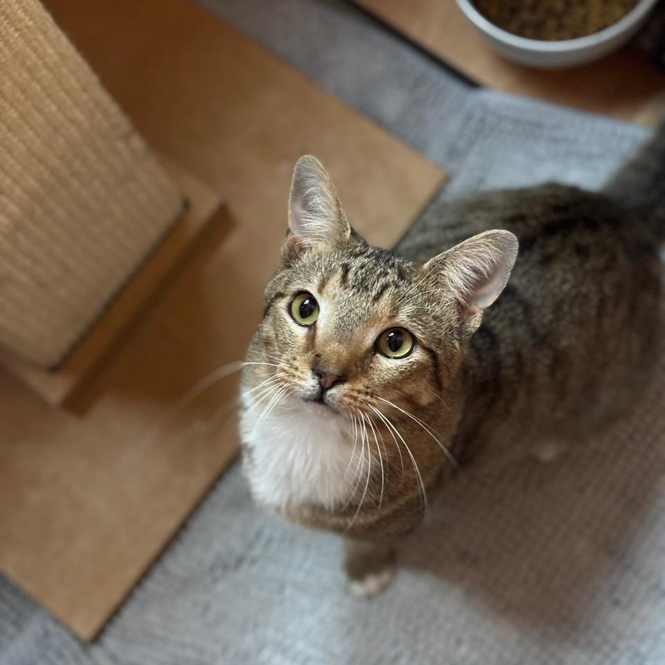 Enlarge Bandit, a Adoptable Domestic Short Hair in Atlanta, GA image 3/3