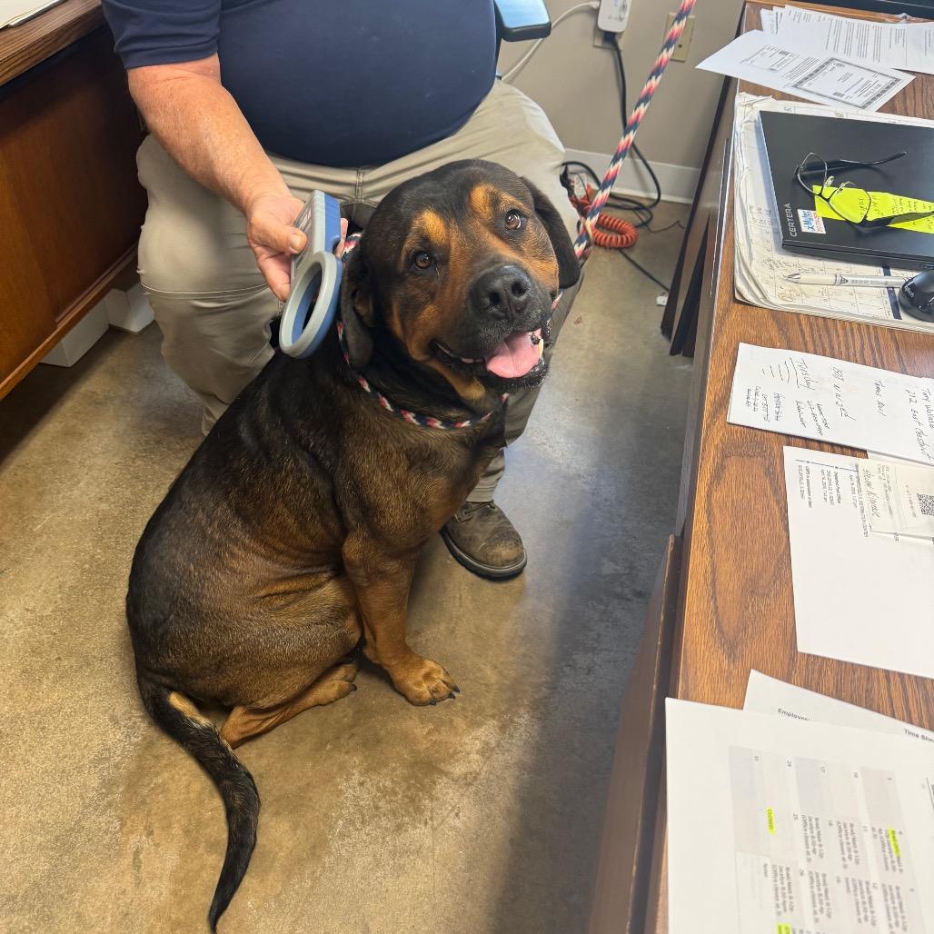 Enlarge Lug, a Adoptable Mastiff in Shelbyville, IL image 1/1