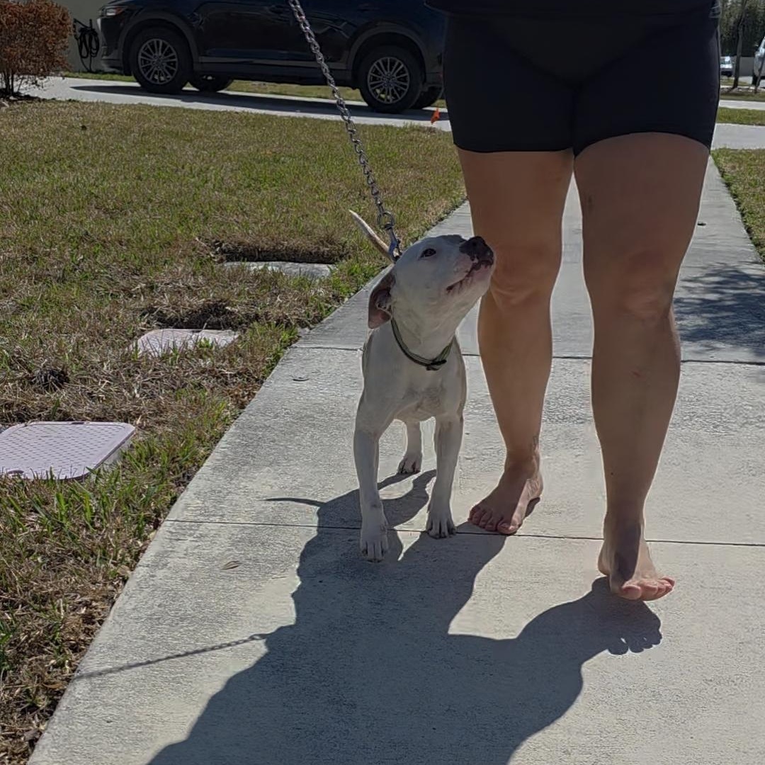 Enlarge Zuma, a ADOPTABLE mixed breed in Maitland, FL image 4/5