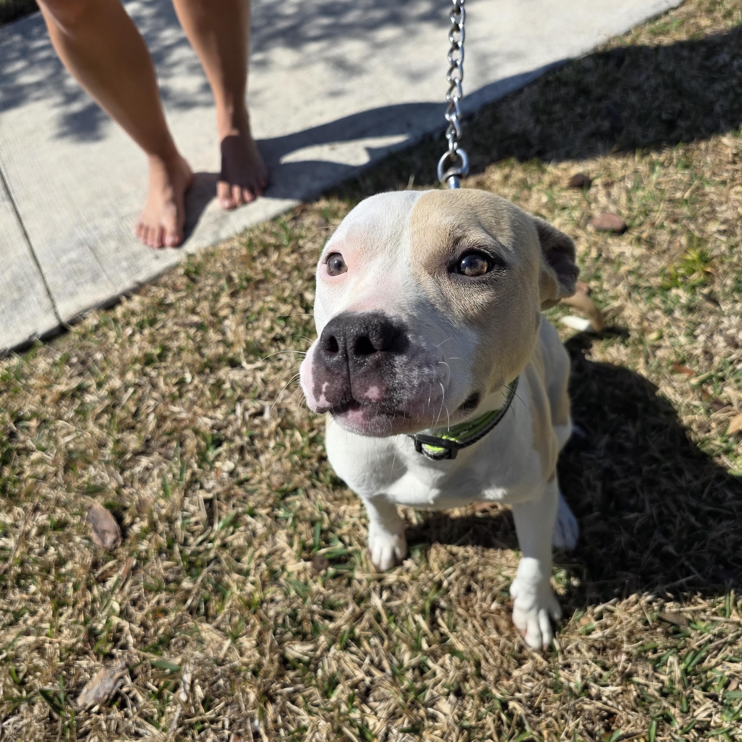 Enlarge Zuma, a ADOPTABLE mixed breed in Maitland, FL image 3/5