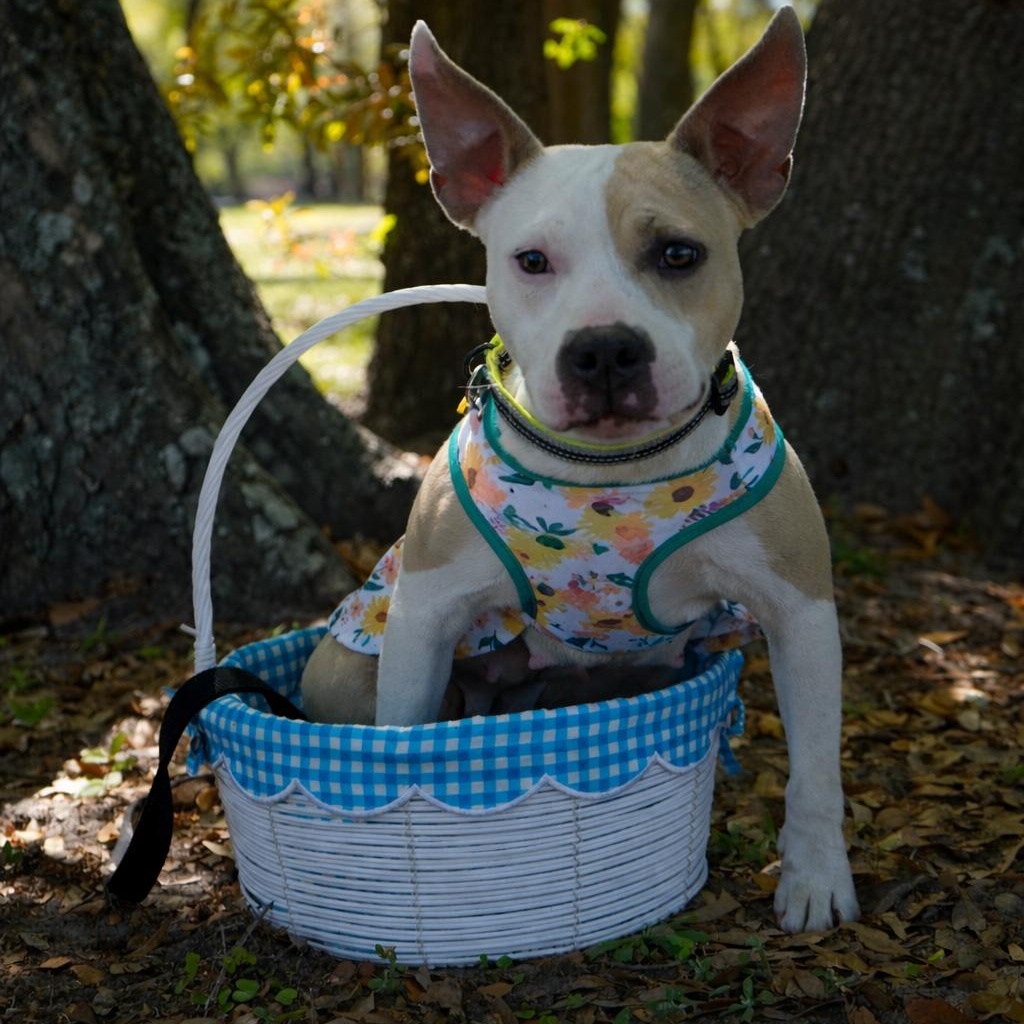 Enlarge Zuma, a ADOPTABLE mixed breed in Maitland, FL image 2/5