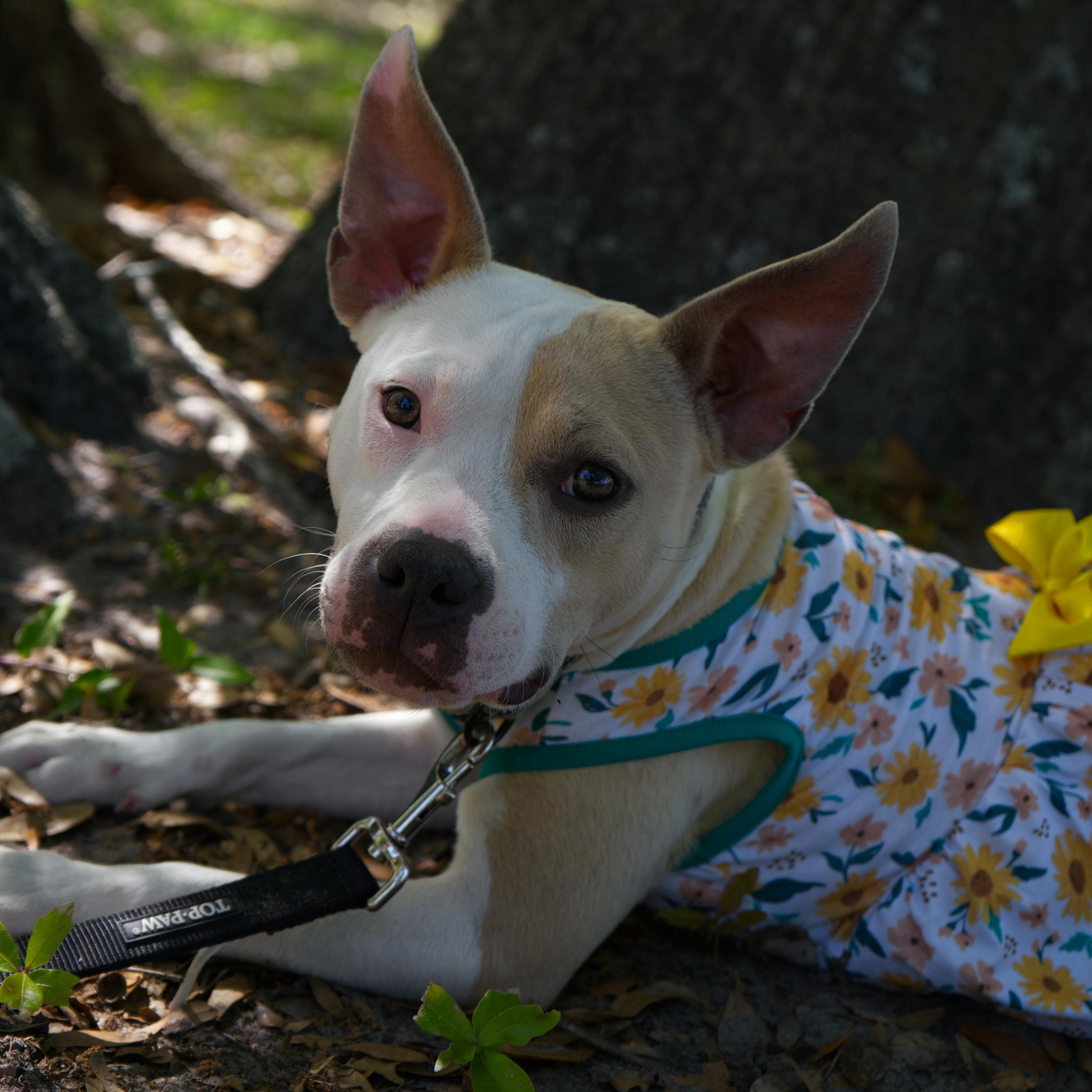 Enlarge Zuma, a ADOPTABLE mixed breed in Maitland, FL image 1/5