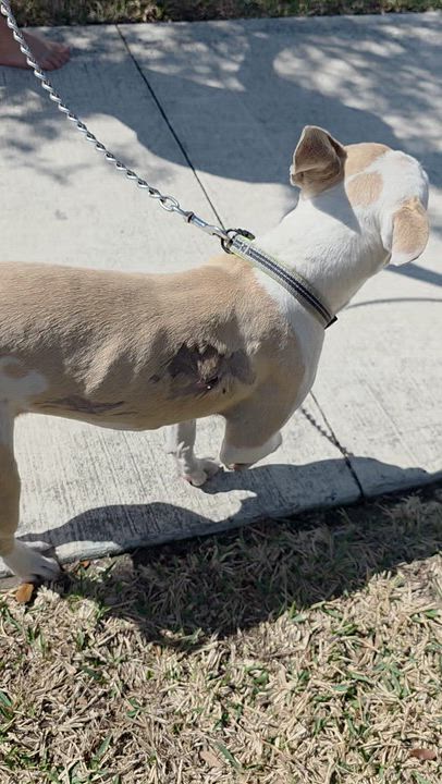 Enlarge Zuma, a ADOPTABLE mixed breed in Maitland, FL video 5/5