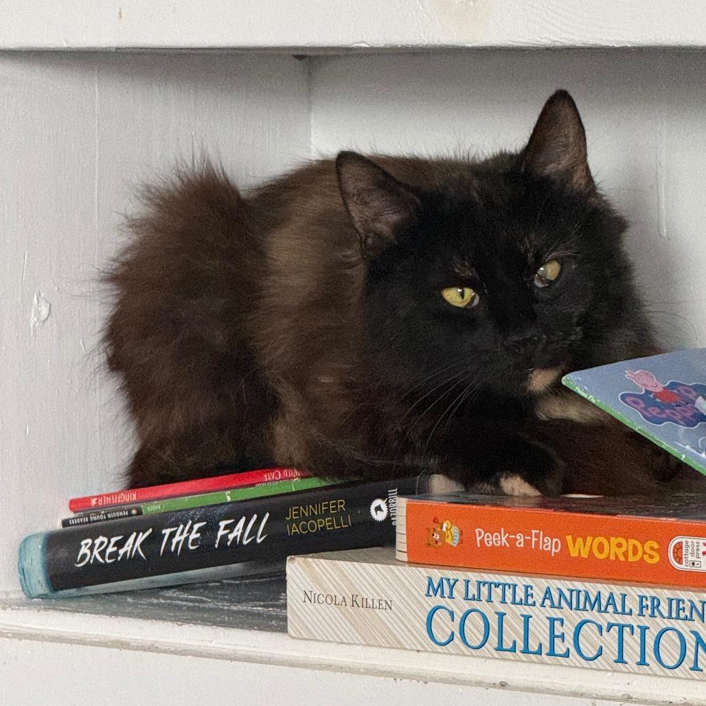 C26-045 Noir, Adoptable, Young Female Domestic Long Hair.