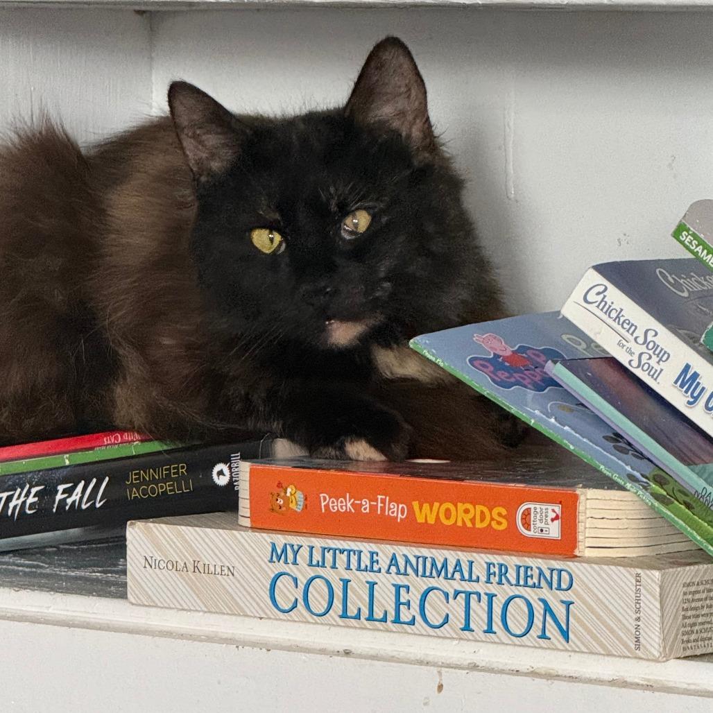 C26-045 Noir, a Adoptable Domestic Long Hair in Franklin, PA image 2/4