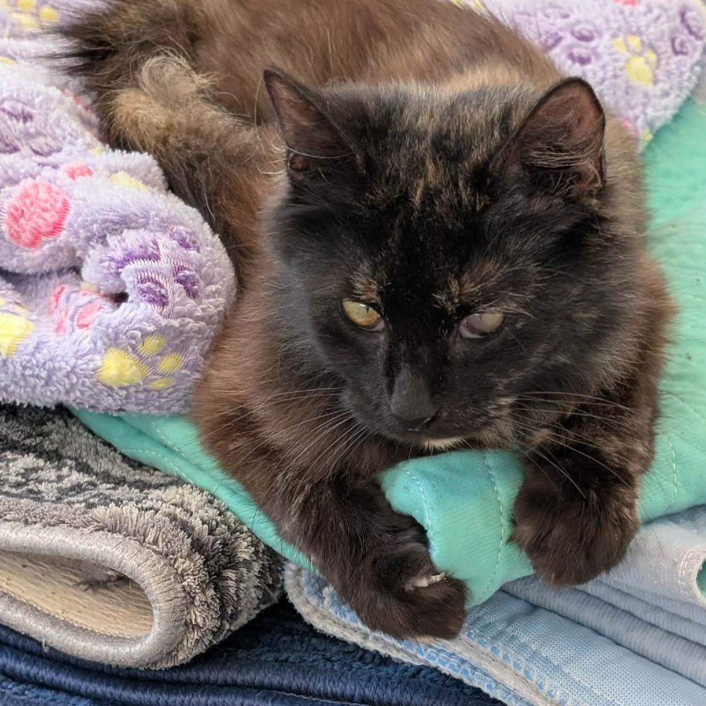 C26-045 Noir, a Adoptable Domestic Long Hair in Franklin, PA image 3/4