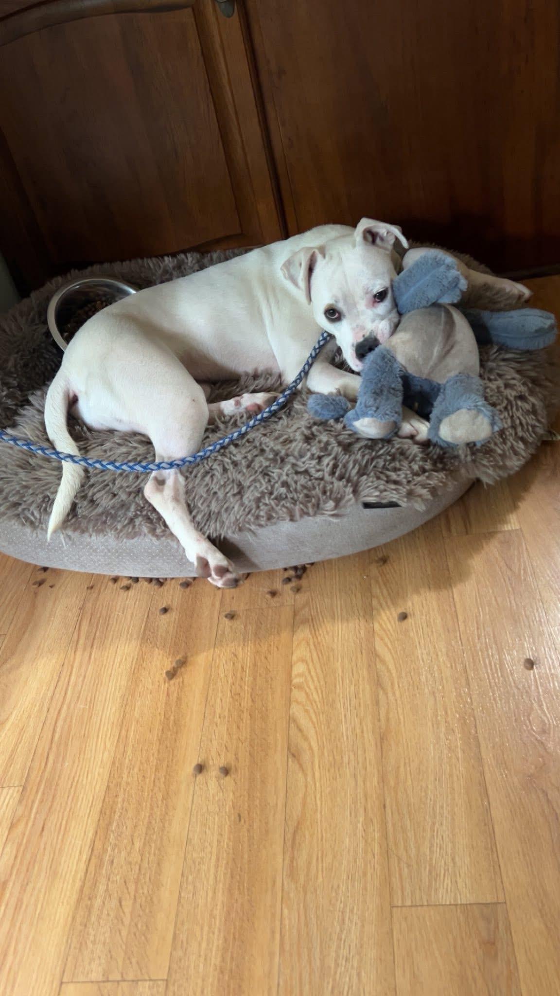 Butterscotch, a Adoptable mixed breed in Midland , MI image 3/5