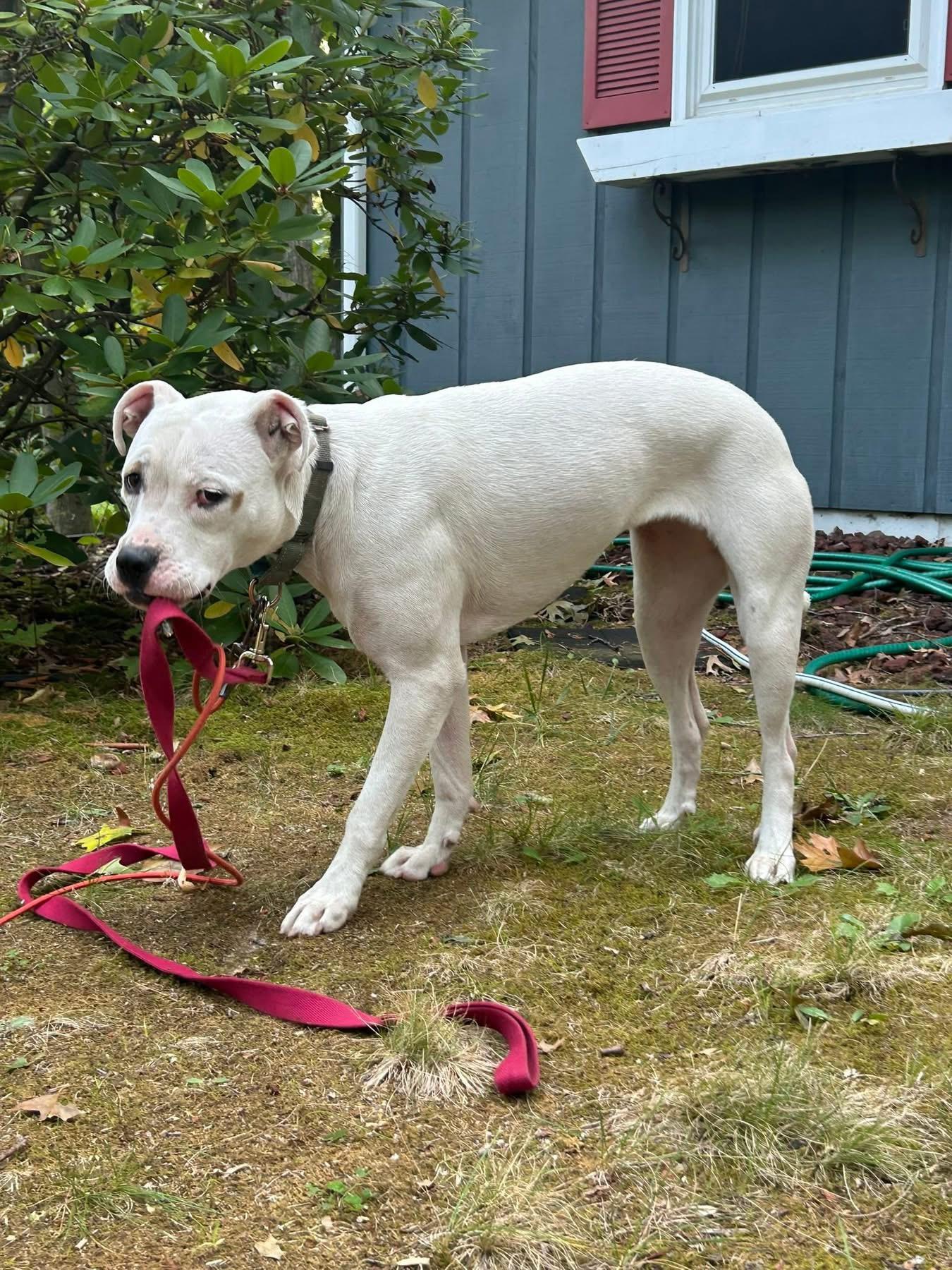 Butterscotch, a Adoptable mixed breed in Midland , MI image 5/5