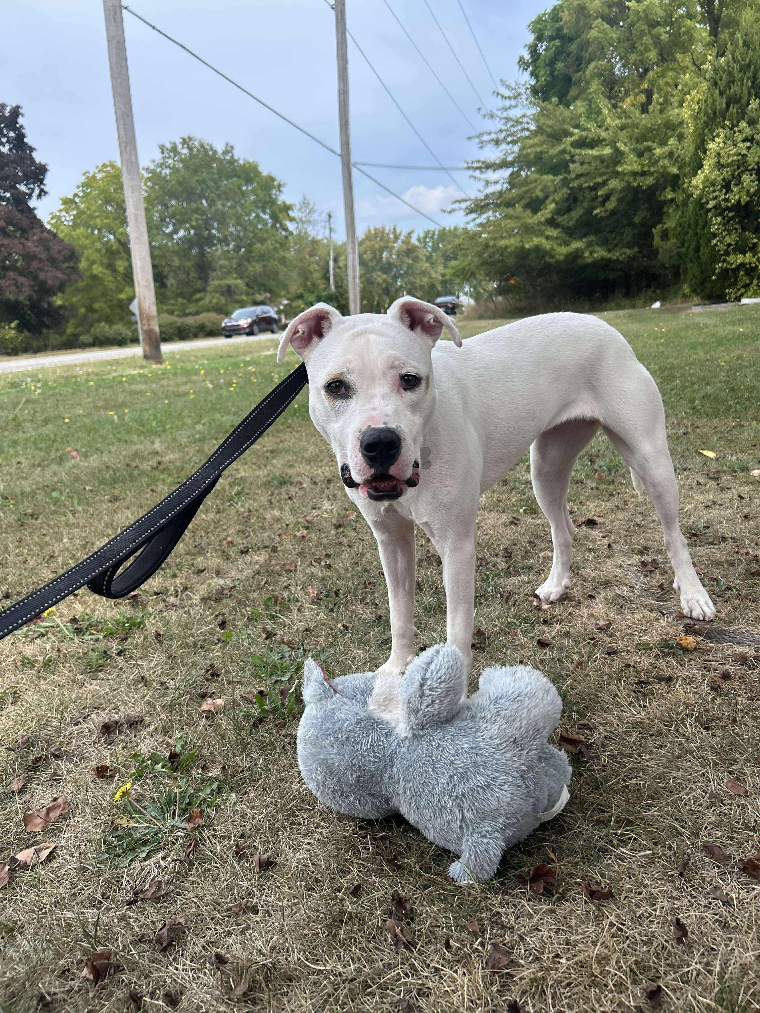Butterscotch, a Adoptable mixed breed in Midland , MI image 2/5