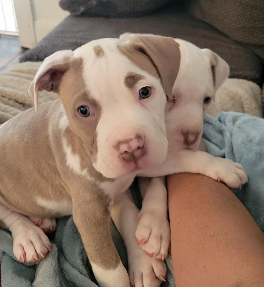 Enlarge Albany , an adopted mixed breed in China Township, MI image 4/6