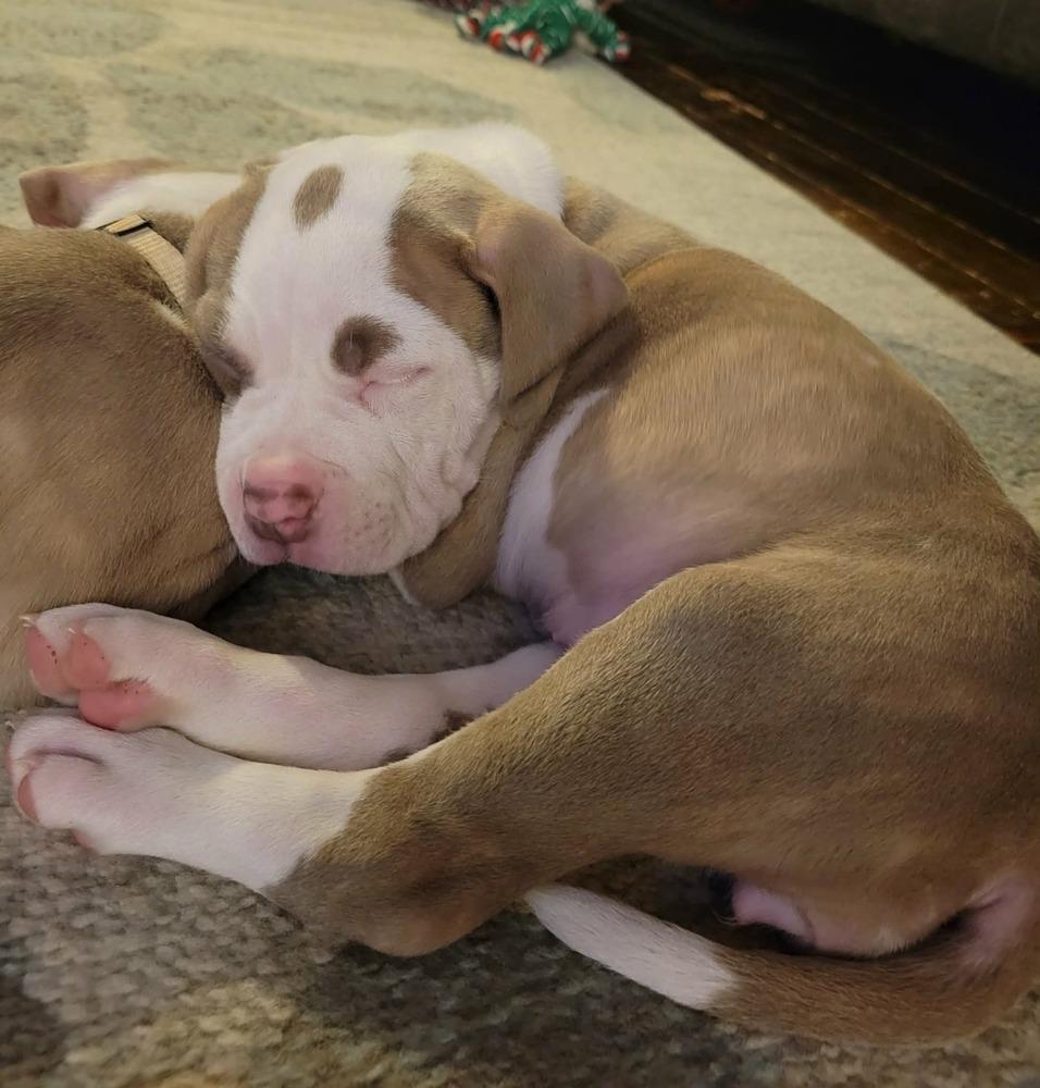 Enlarge Albany , an adopted mixed breed in China Township, MI image 3/6