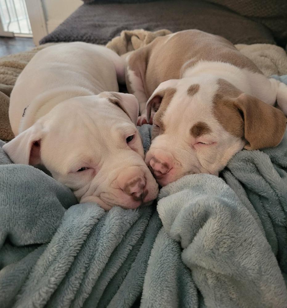 Enlarge Albany , an adopted mixed breed in China Township, MI image 6/6