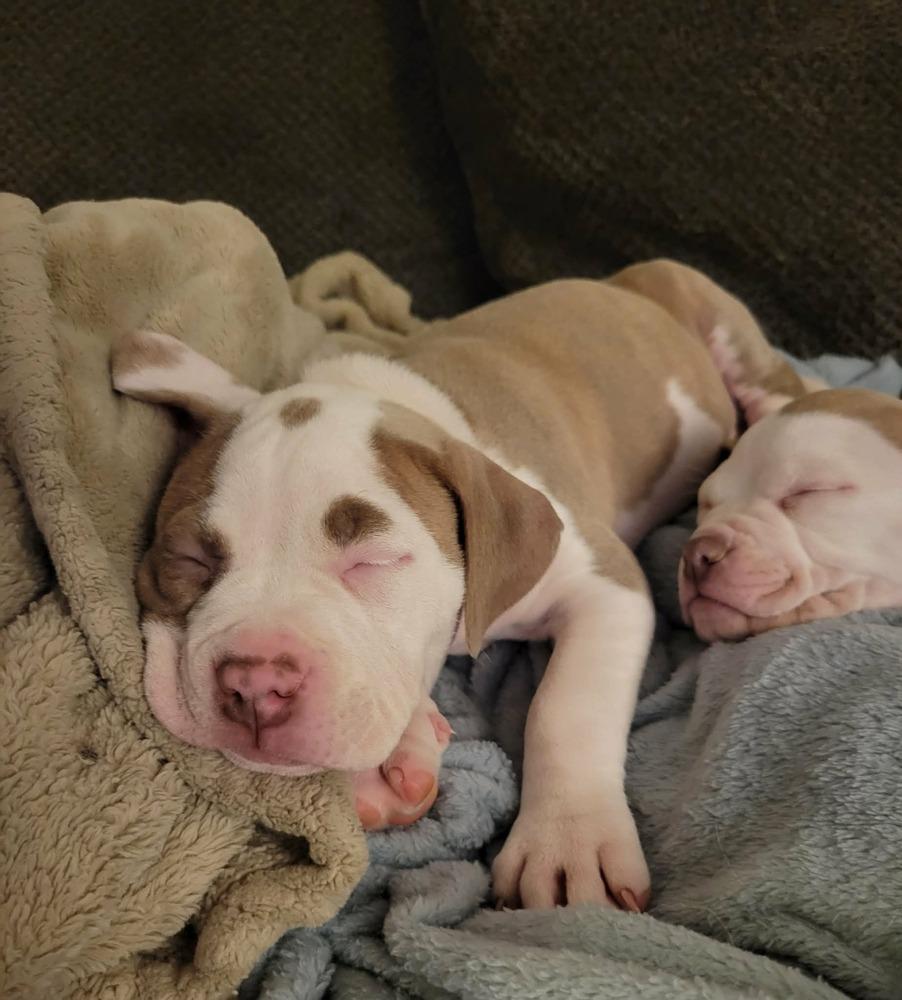 Enlarge Albany , an adopted mixed breed in China Township, MI image 2/6