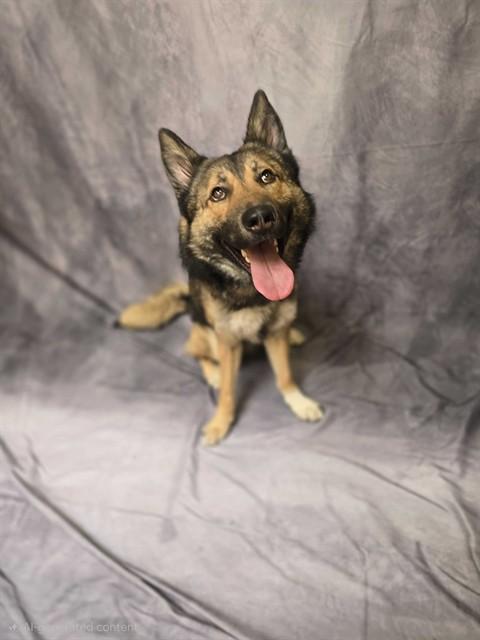 ROWDY- D2026253, Adoptable, Young Male German Shepherd Dog & Siberian Husky.