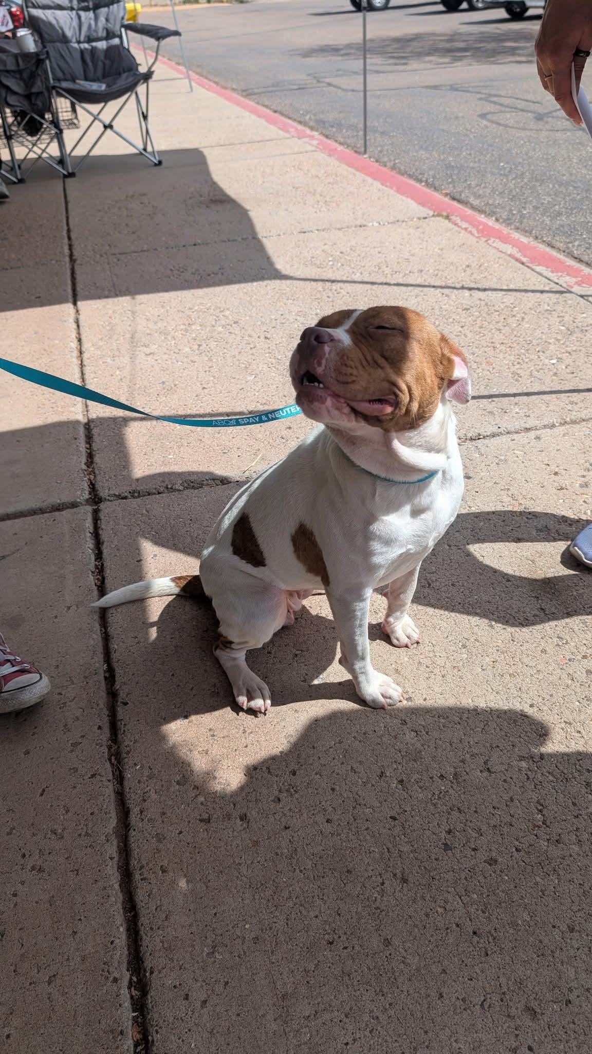 Prada, an adoptable American Bully in Portales, NM, 88130 | Photo Image 4