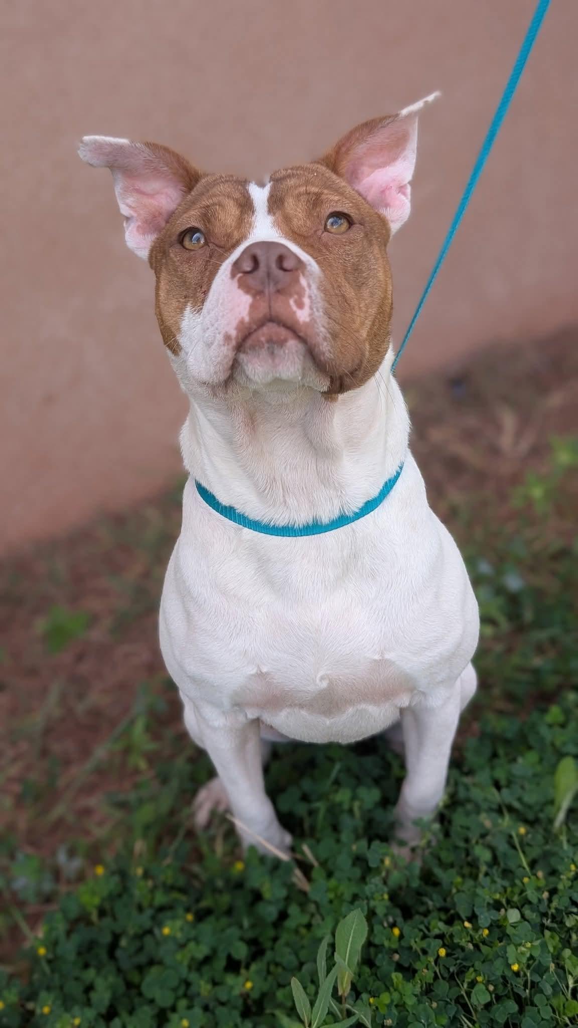 Prada, an adoptable American Bully in Portales, NM, 88130 | Photo Image 2