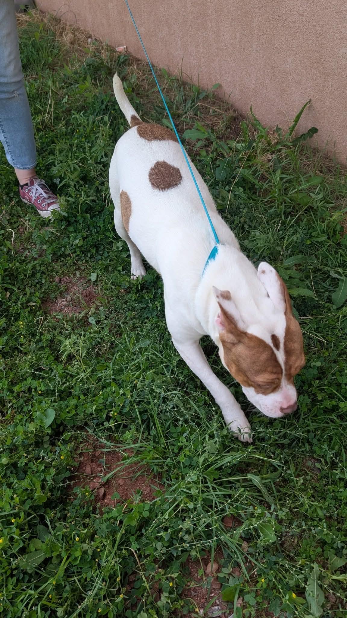 Prada, an adoptable American Bully in Portales, NM, 88130 | Photo Image 5