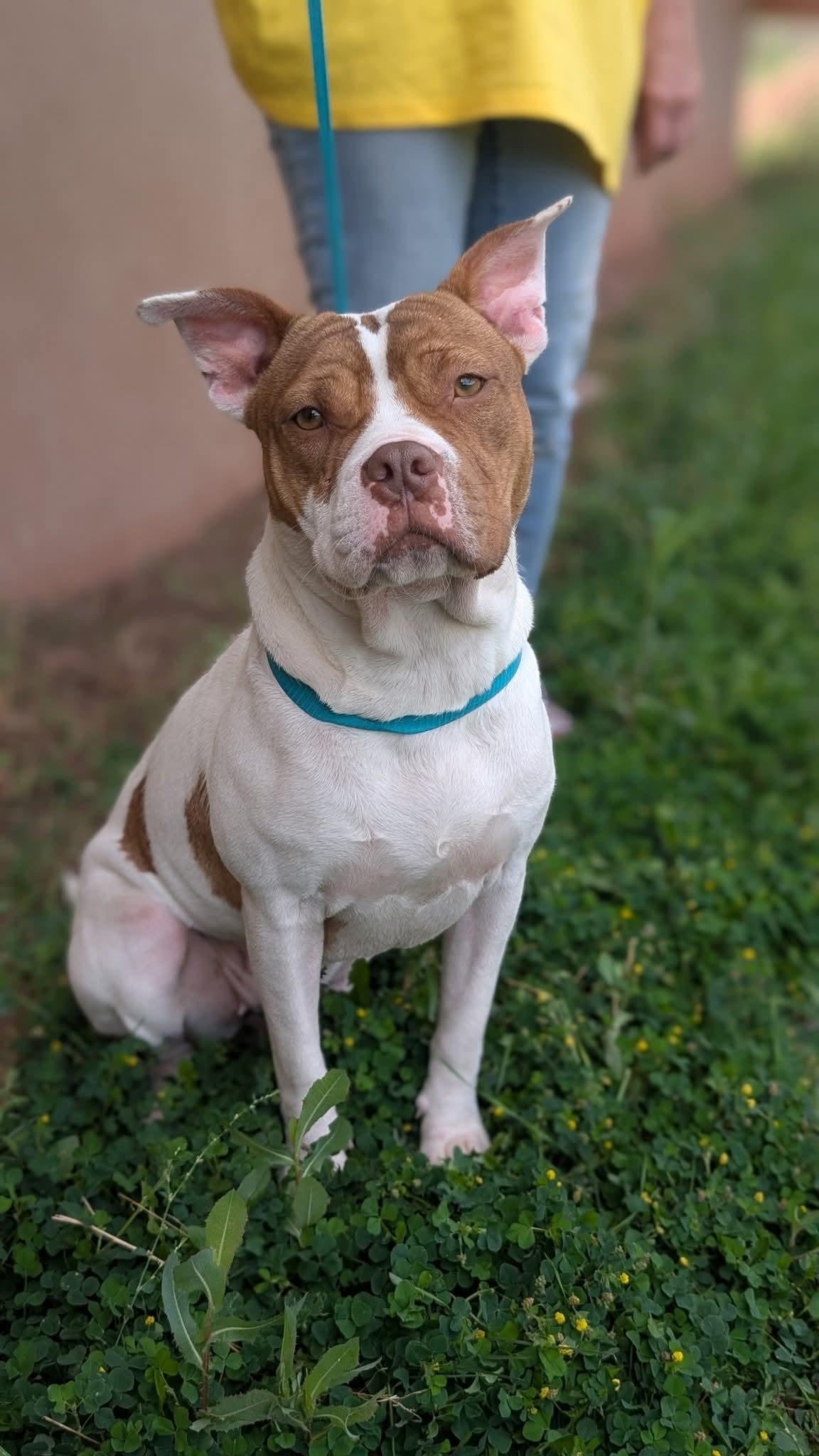 Prada, an adoptable American Bully in Portales, NM, 88130 | Photo Image 1