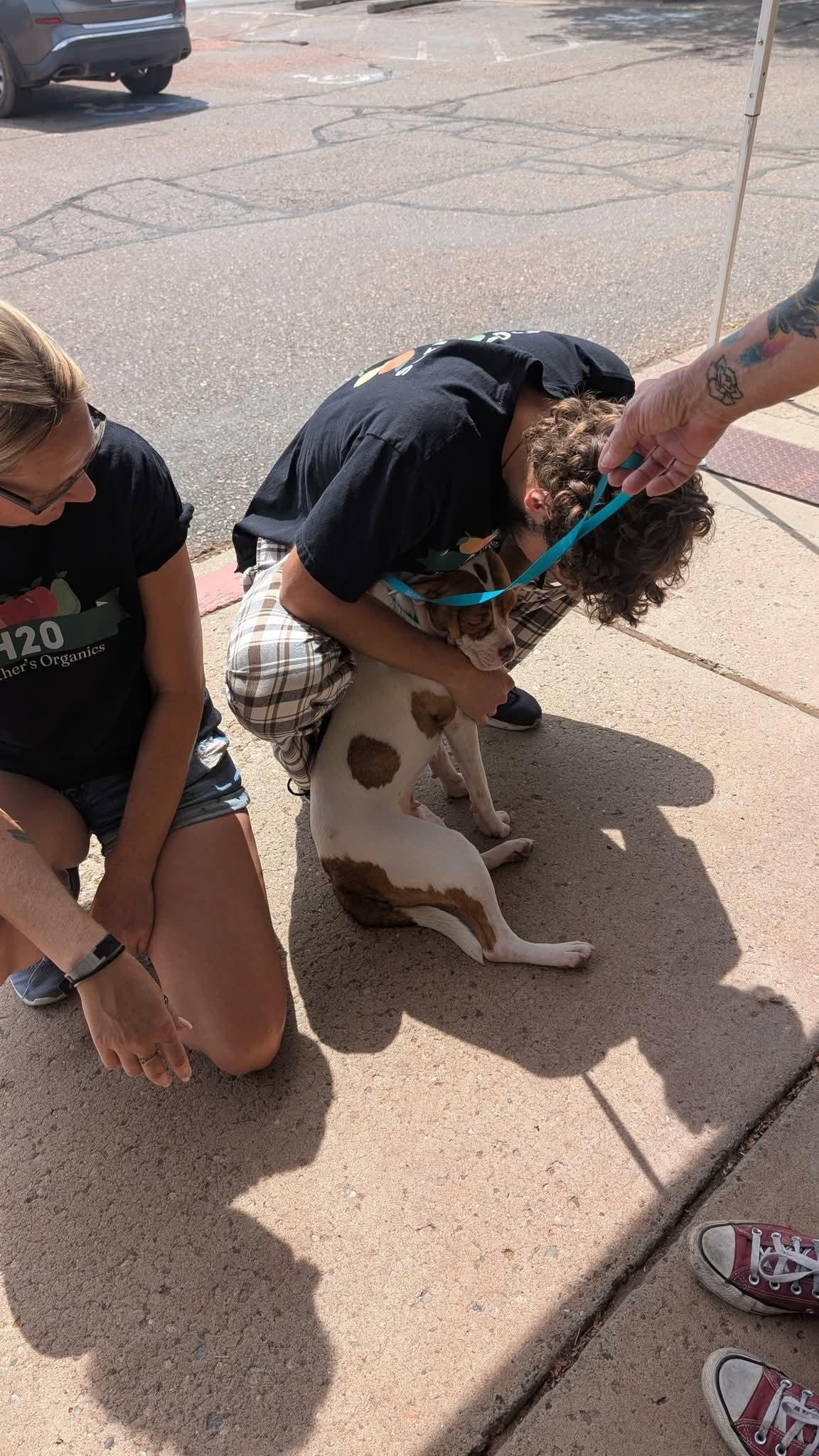 Prada, an adoptable American Bully in Portales, NM, 88130 | Photo Image 3