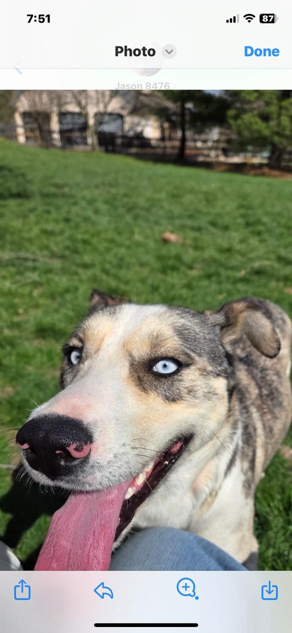 Enlarge Luna, a ADOPTABLE mixed breed in Lincoln University, PA image 2/2