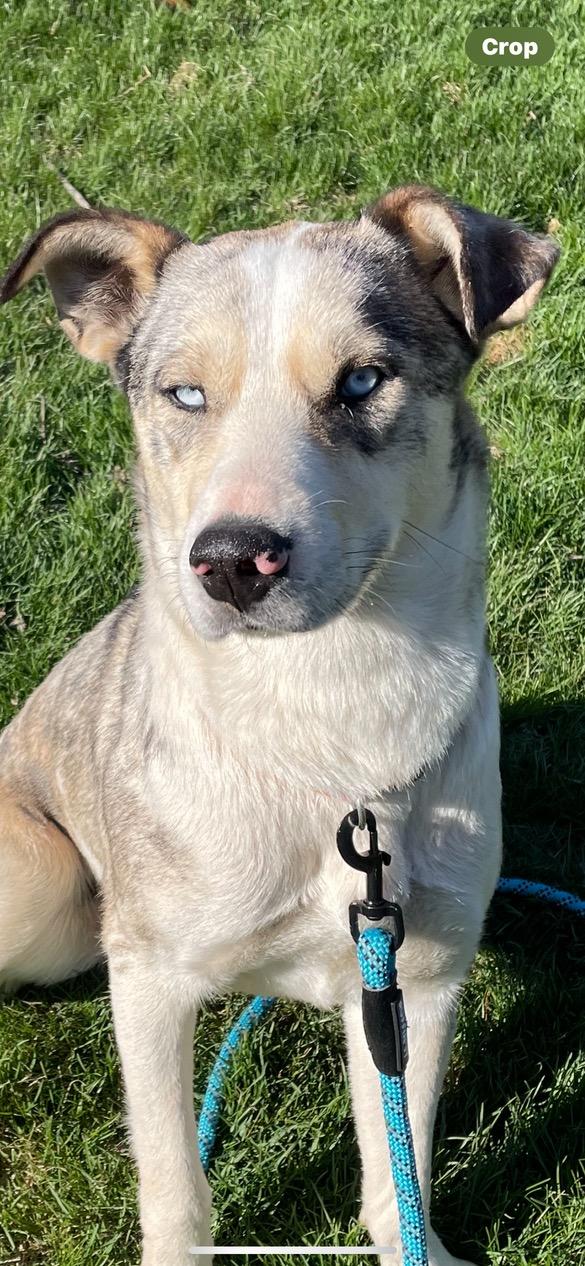 Luna, ADOPTABLE, Young Female Australian Shepherd & Husky.