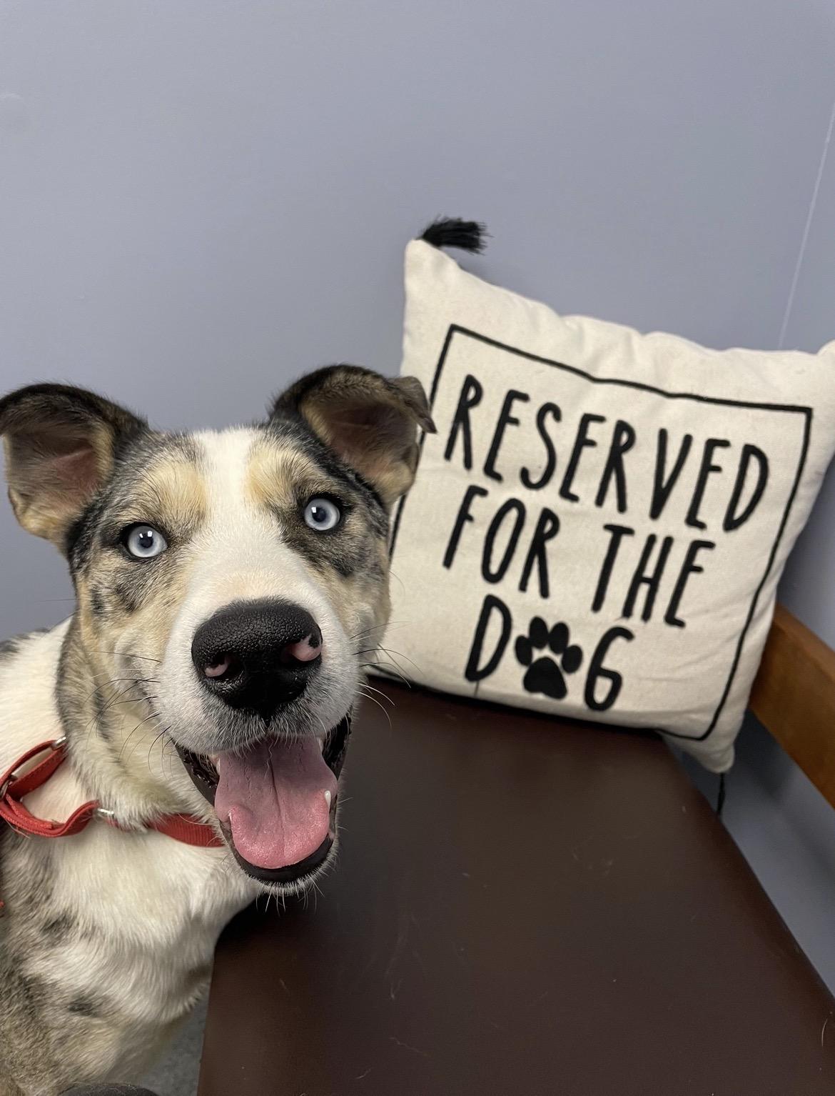 Luna, ADOPTABLE, Young Female Australian Shepherd & Husky.