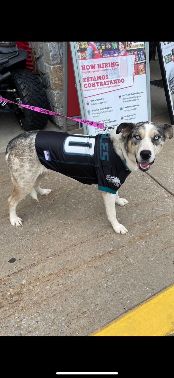 Luna, Adoptable, Young Female Australian Shepherd & Husky.