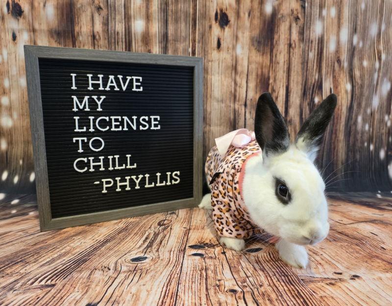 Phyllis, Adoptable, Adult Female English Spot.