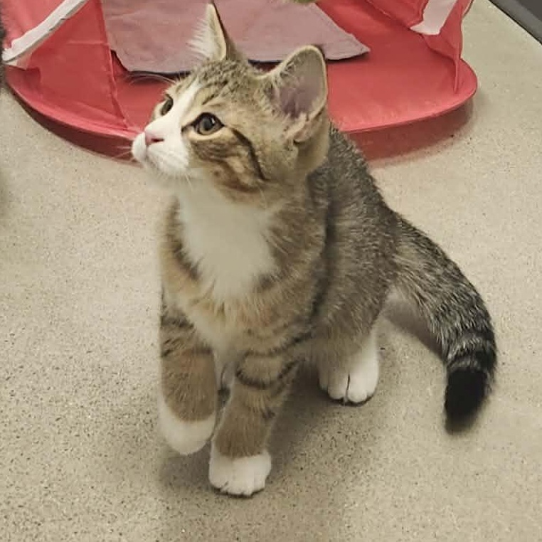 Enlarge Penny - A Little Sweetheart!, an adopted Domestic Short Hair in Hamilton, ON image 3/3