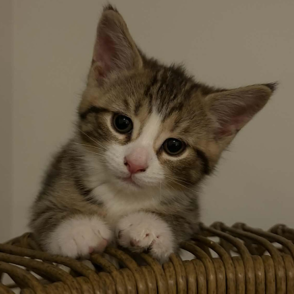 Enlarge Penny - A Little Sweetheart!, an adopted Domestic Short Hair in Hamilton, ON image 2/3