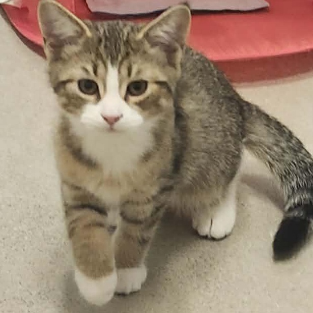 Penny - A Little Sweetheart!, ADOPTABLE, Kitten Female Domestic Short Hair.