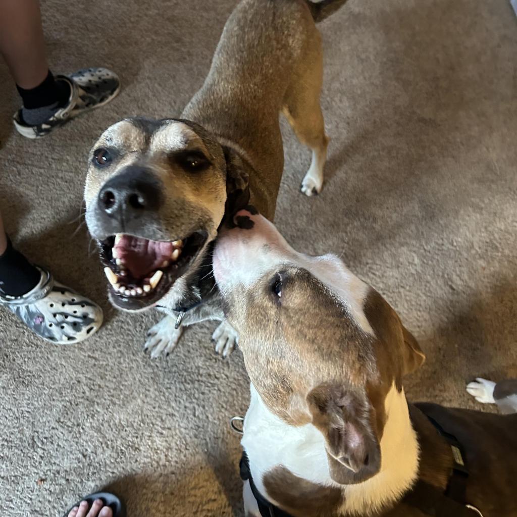 Enlarge Moe, a Adoptable Black Mouth Cur in Hollister, FL image 1/3