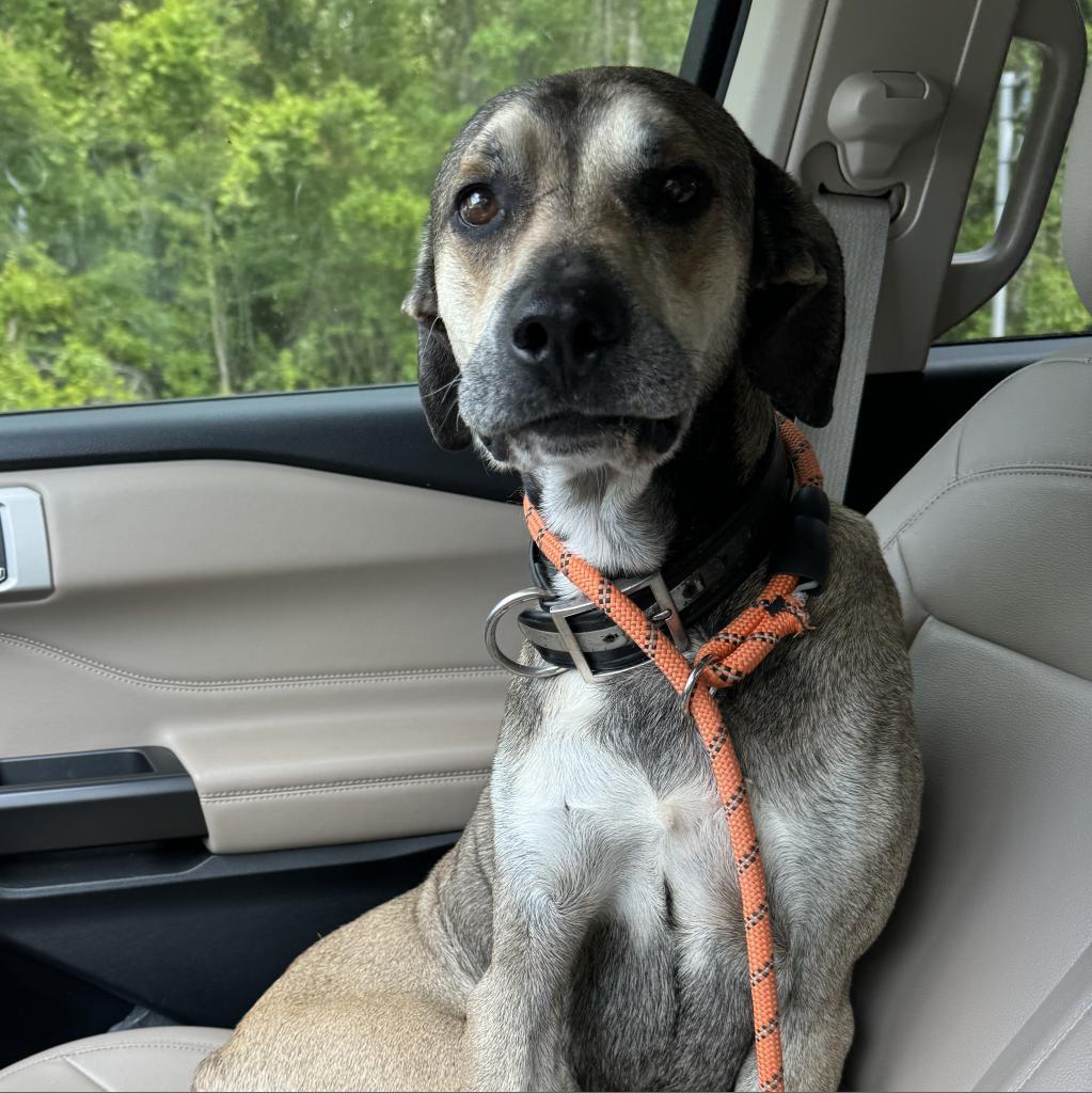 Enlarge Moe, a Adoptable Black Mouth Cur in Hollister, FL image 2/3