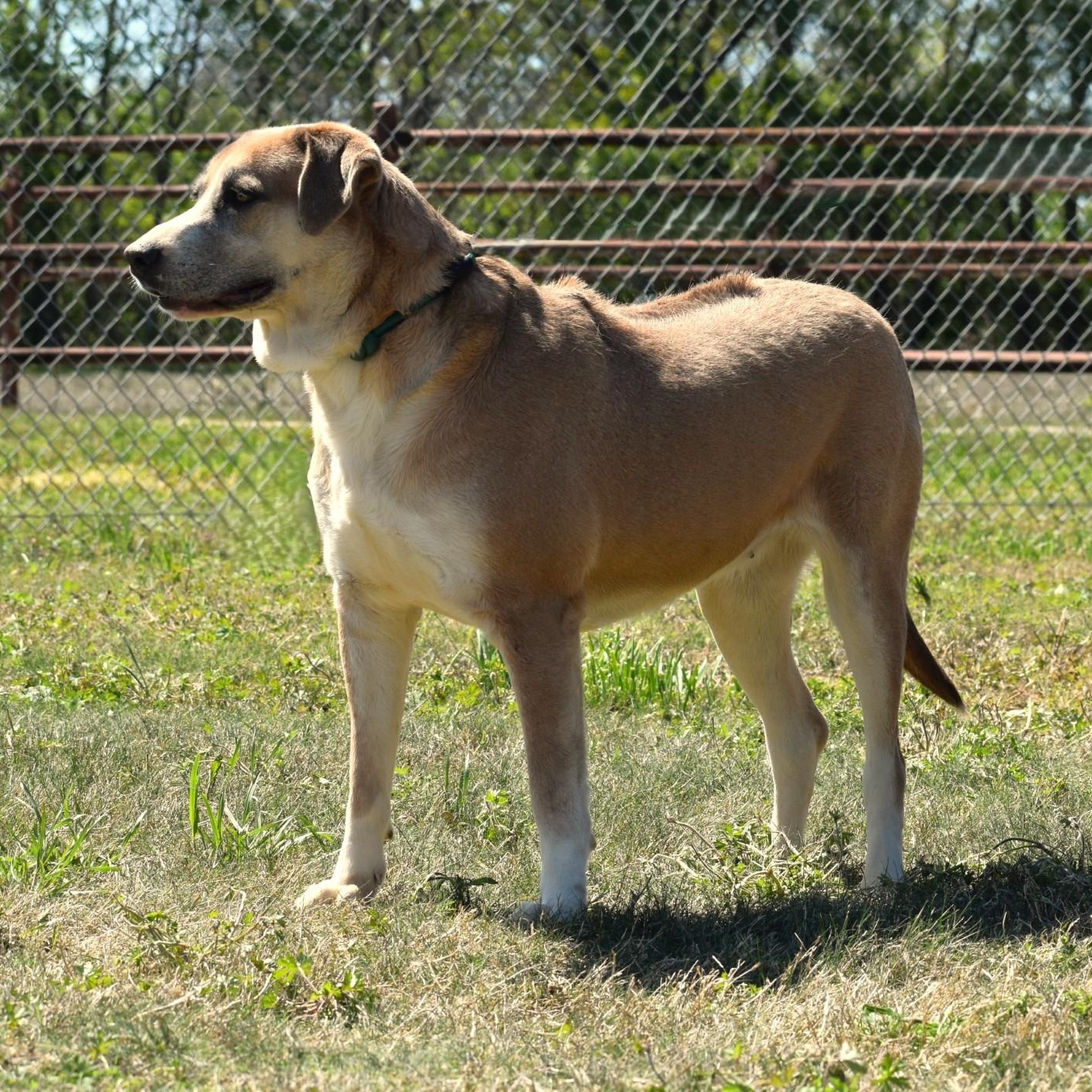 Enlarge Harlow, a Adoptable mixed breed in Belchertown, MA image 2/3