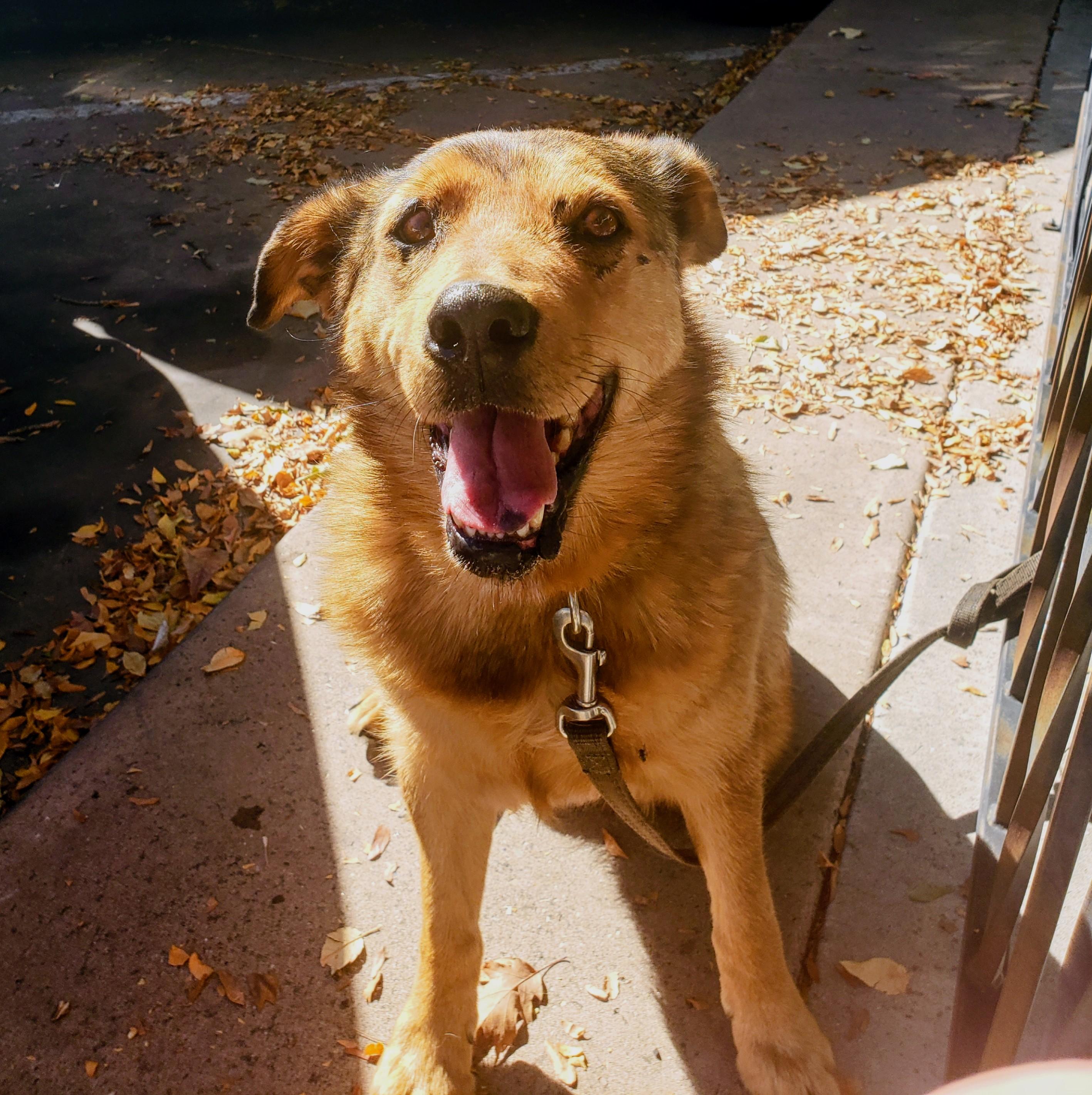 Tyson