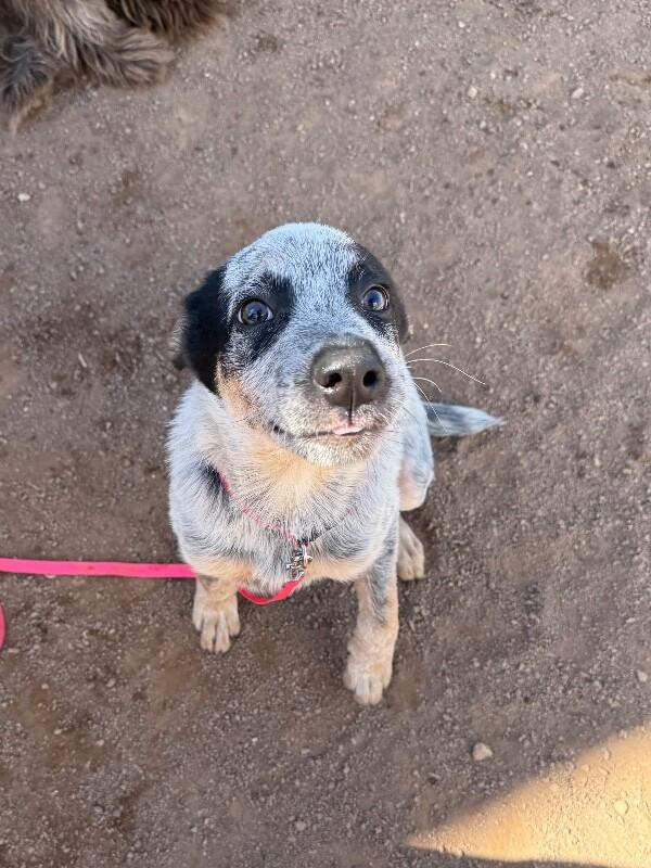 Quest, Adoptable, Young Male Mixed Breed.