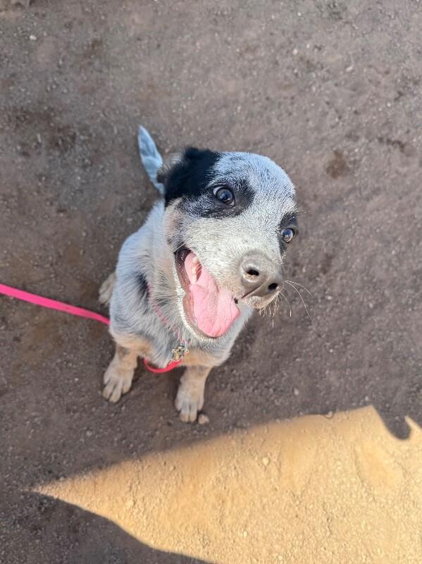 Enlarge Quest, a Adoptable Mixed Breed in Hobbs, NM image 3/6