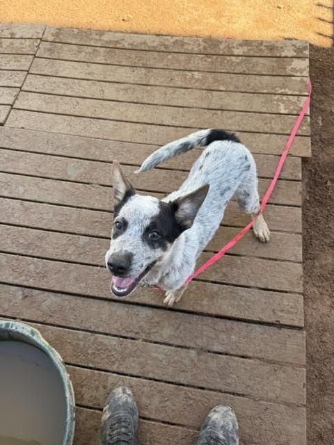 Enlarge Quest, a Adoptable Mixed Breed in Hobbs, NM image 4/6