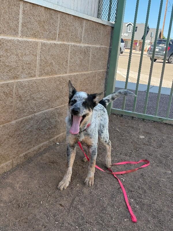 Enlarge Quest, a Adoptable Mixed Breed in Hobbs, NM image 5/6