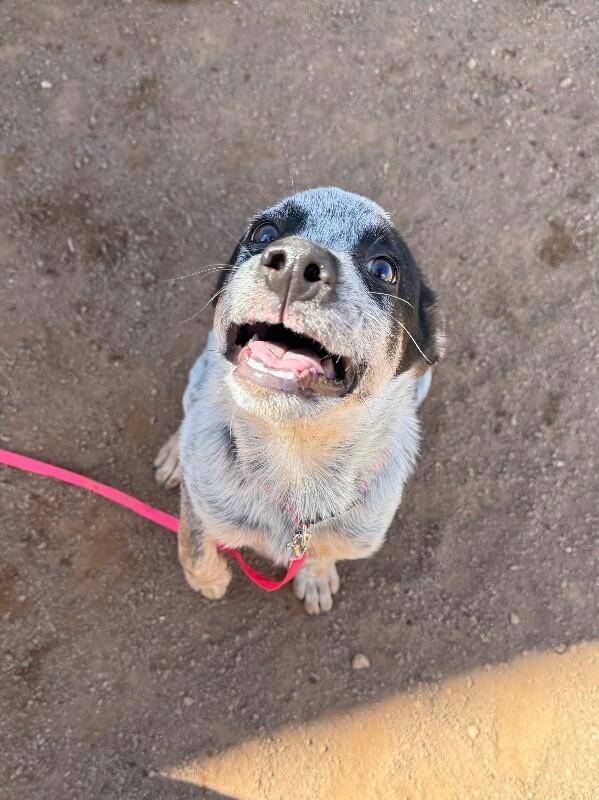 Enlarge Quest, a Adoptable Mixed Breed in Hobbs, NM image 6/6