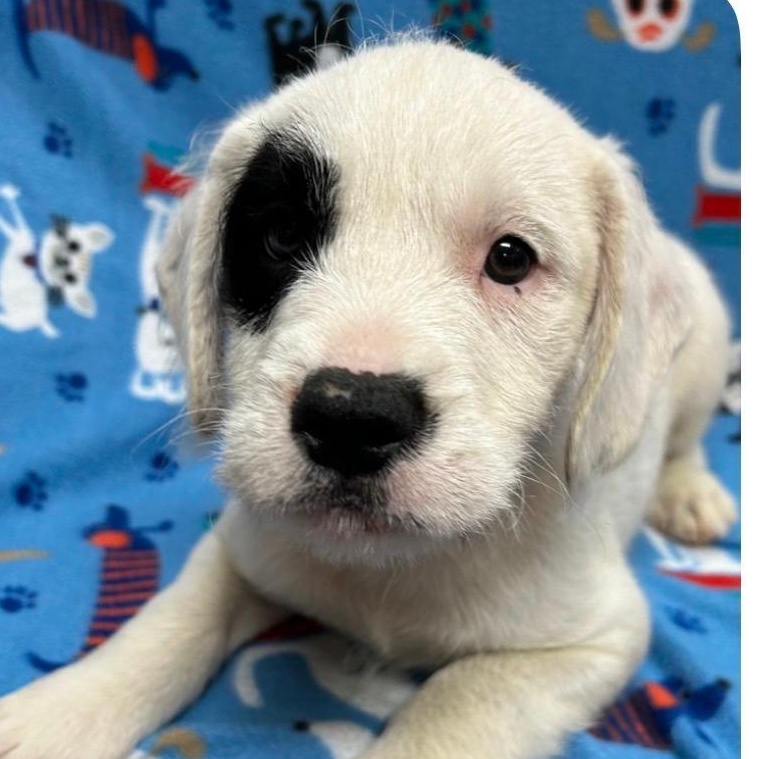 Lars, ADOPTABLE, Puppy Male Dalmatian & Poodle.