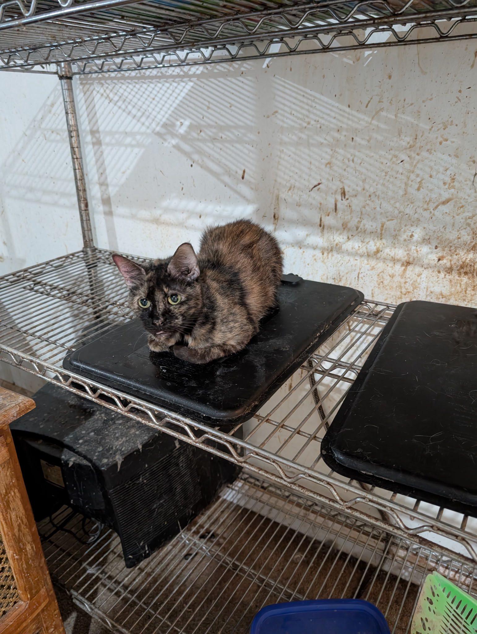 Enlarge Woodsie, an adopted Domestic Short Hair in Crystal Lake, IL image 5/5