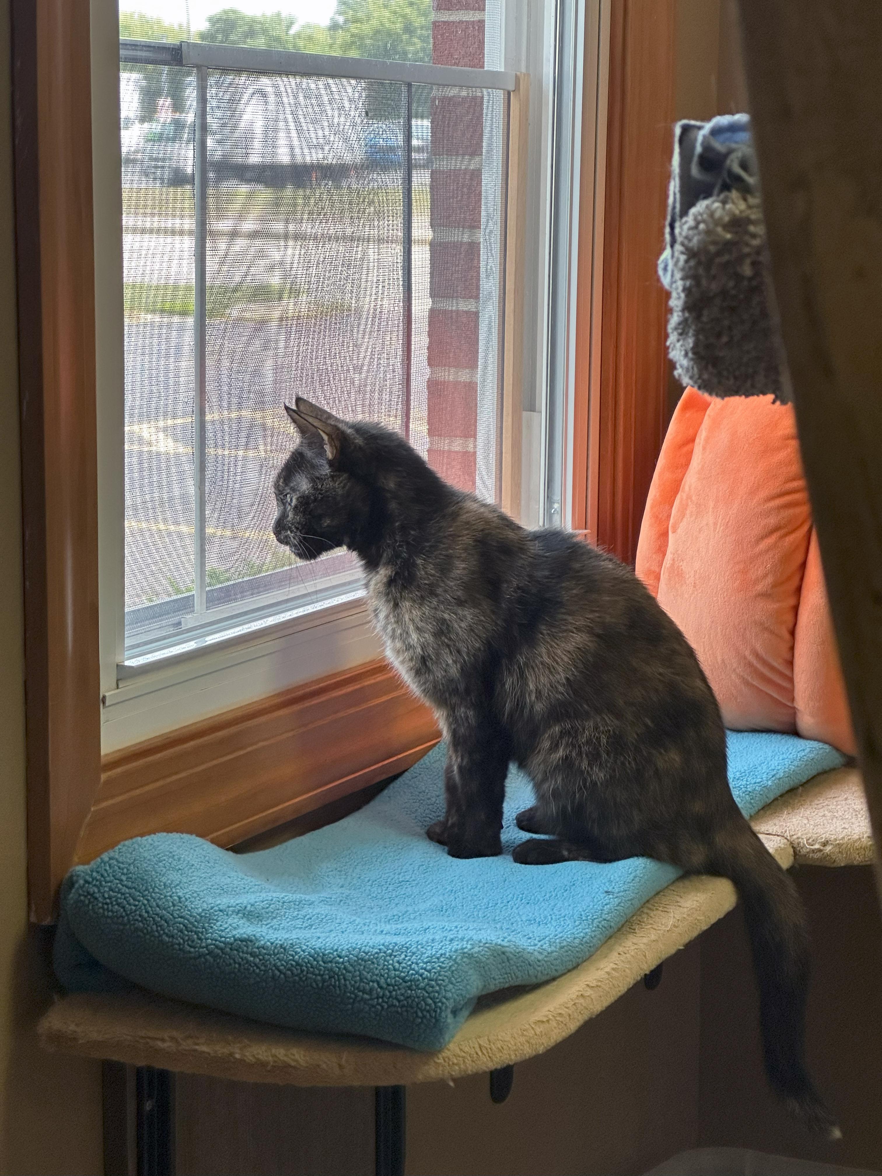 Enlarge Woodsie, an adopted Domestic Short Hair in Crystal Lake, IL image 3/5