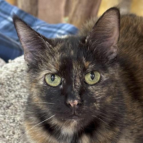 Enlarge Woodsie, an adopted Domestic Short Hair in Crystal Lake, IL image 1/5