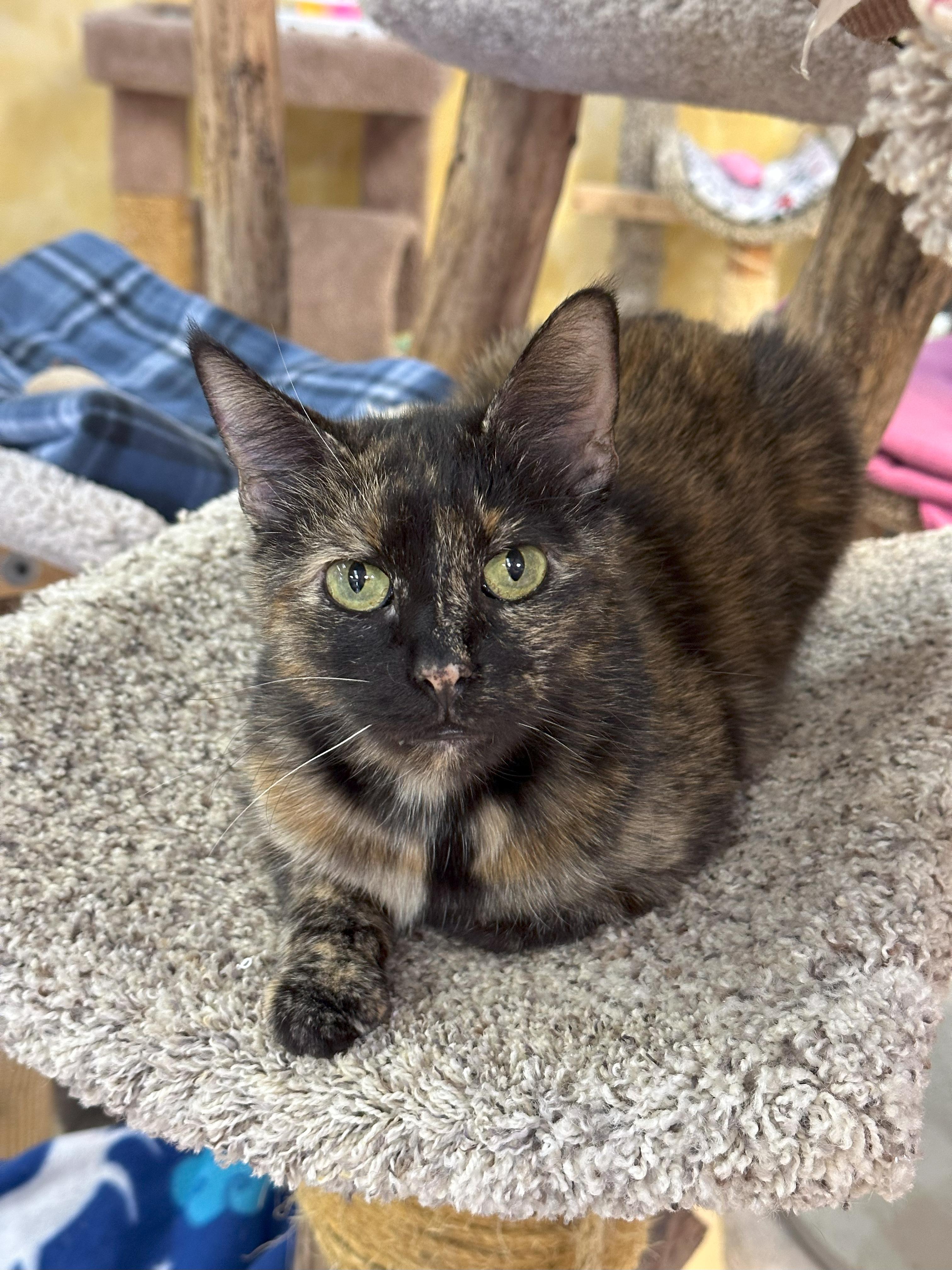 Enlarge Woodsie, an adopted Domestic Short Hair in Crystal Lake, IL image 4/5