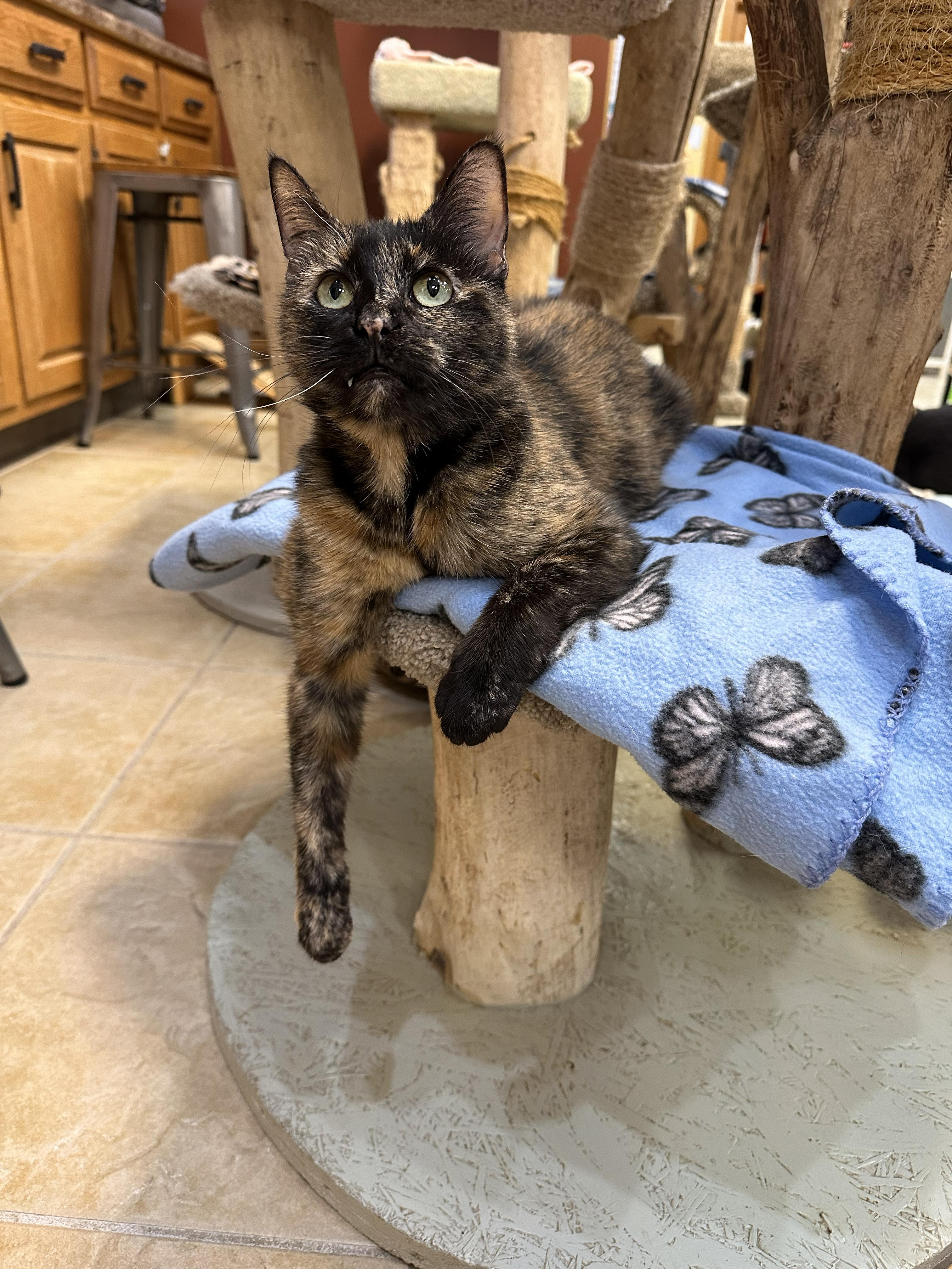 Enlarge Woodsie, an adopted Domestic Short Hair in Crystal Lake, IL image 2/5