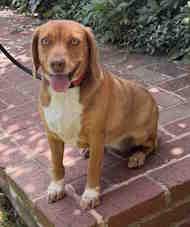 Liberty, ADOPTABLE, Young Female Beagle.