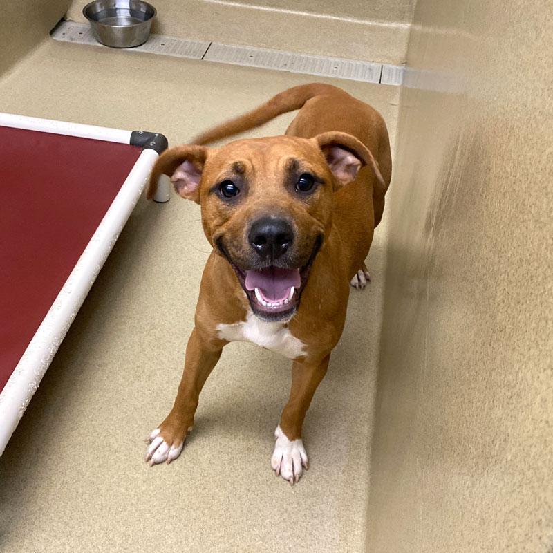Enlarge Coop #23023, a ADOPTABLE Mixed Breed in Monroe, GA image 1/1