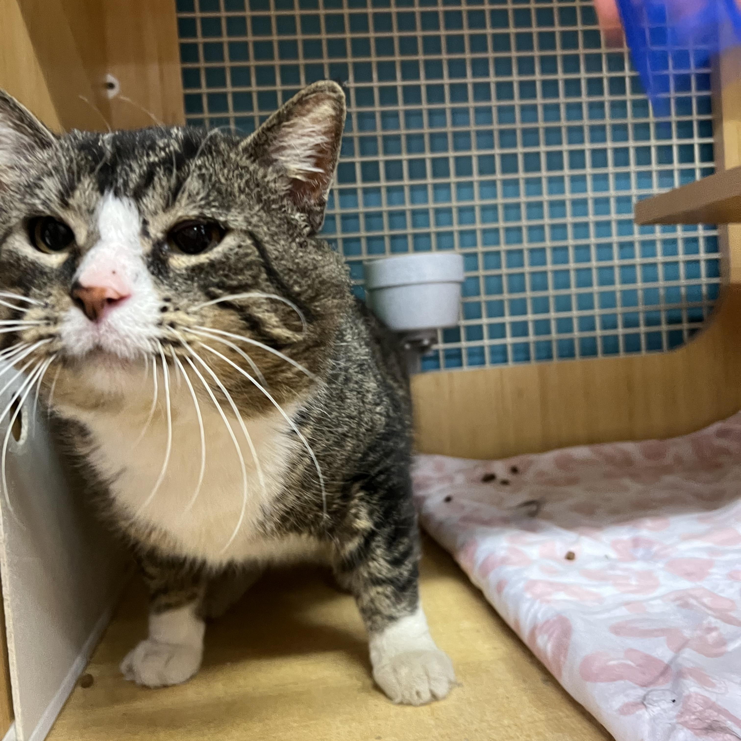 Sarge, an adopted Domestic Short Hair in Manhattan, KS image 1/2