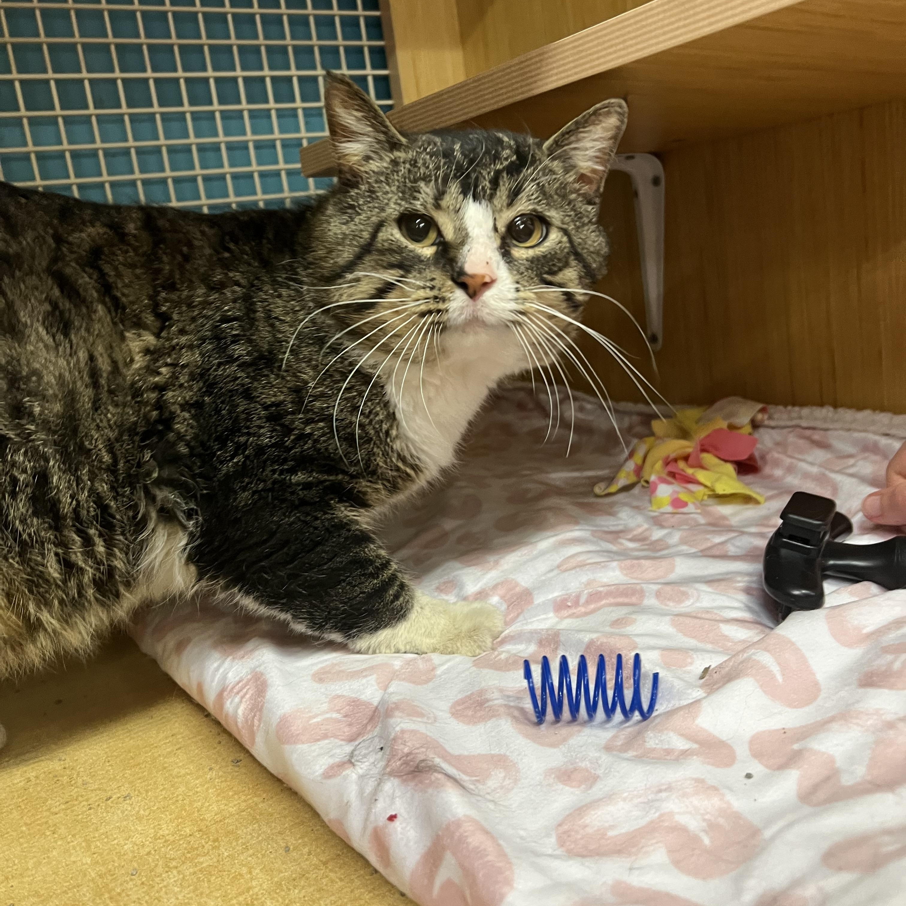 Sarge, an adopted Domestic Short Hair in Manhattan, KS image 2/2